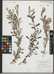 Foto von Salix salviifolia Brot.